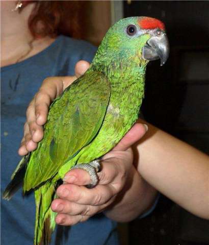 Ручной попугай Краснолобый амазон - птенцы выкормы
