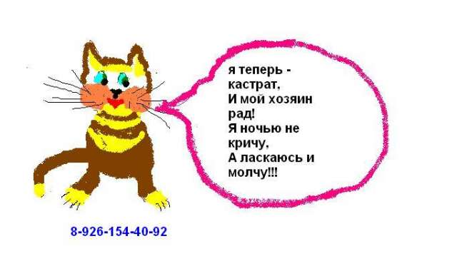 Кастрация котов недорого на дому, г. Москва