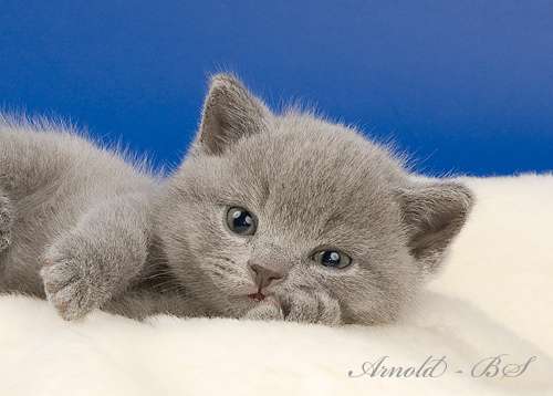Голубые и лиловые британские плюшевые котята. 8-916-611-44-96