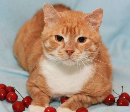 "Русский бобтейл" Чижик, роскошный рыжий кот в дар.