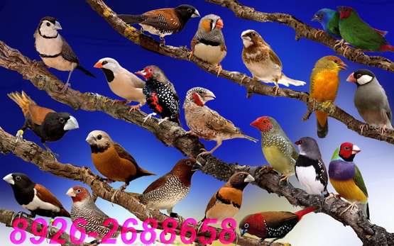 Гнезда птиц (61 фото)