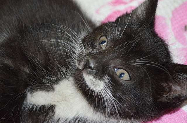 Очаровательная черная с белым котенка 1.5 мес ищет любящую семью!