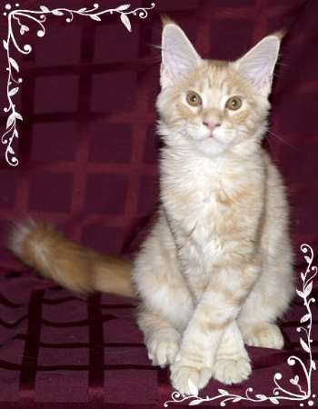 Котята Мейн кун из питомника" Lunix Star"