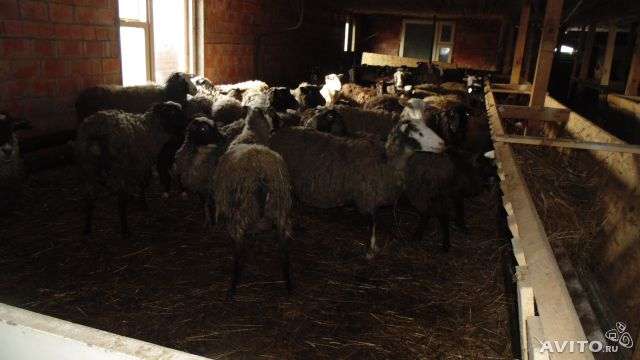 Продажа Романовских овец.