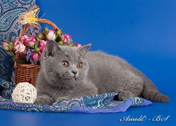 Голубые британские котята. 8-916-611-44-96