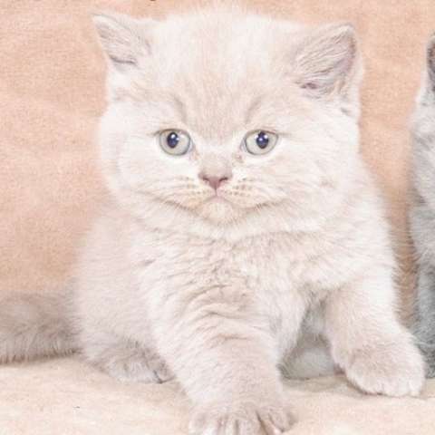 Британский лиловый котик, носитель циннамона