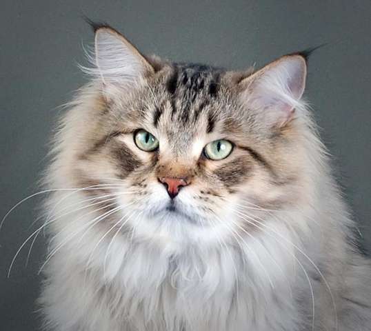 Сибирские котята из питомника "Сибирская Магия"
