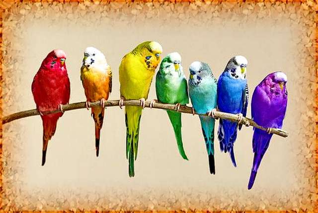 Выстовочные волнистые попугаи типа Чехи.