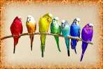 Выстовочные волнистые попугаи типа Чехи.