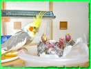 Продаются птенцы попугаев корелла, возраст 3,5 мес