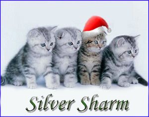питомник SILVER SHARM предлагает британских и шотландских вислоухих котят Ам
