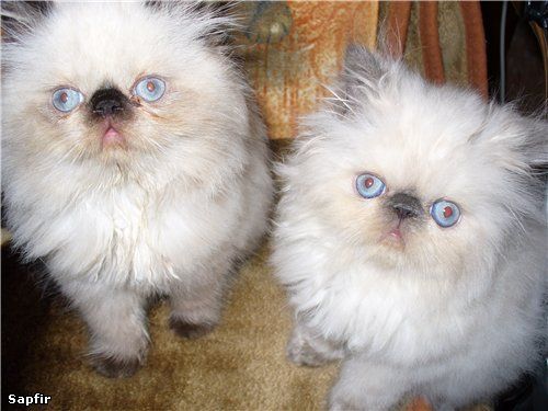  персидские и экзотические котята
