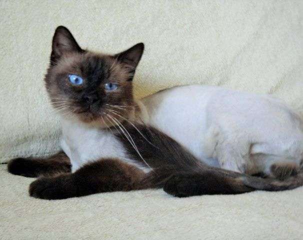 Голубоглазый красавец Нильс, невский маскарадный кот в дар.