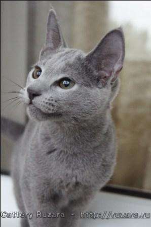 Роскошные русские голубые котята из питомника Ruzara