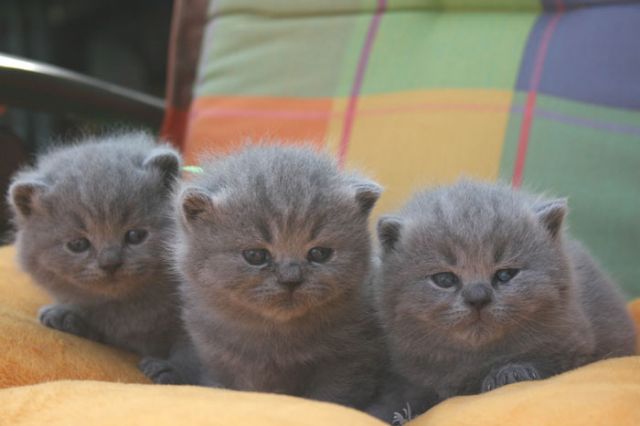 Британские котята, коты и кошки из питомника