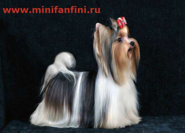 Вязка  Бивер  йорк  мини, щенки, вязки  http://minifanfini.ru/     