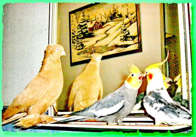 Приют для попугаев в семье к попугаям, возьмём  в свой питомник.