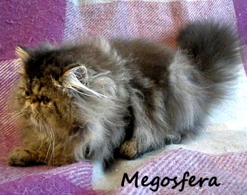 Персидский котик модного окраса