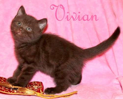  Британские шоколадные котята из питомника VIVIAN.