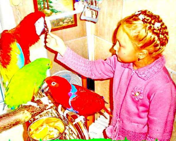 Семья недорого  приобретёт, примет в дар попугая,  канареек, декоративных птиц.  