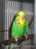 Чехи -выставочные волнистые попугаи
