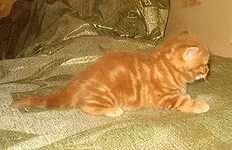 Шотландский котенок страйт - котик красный мрамор п-к Его Величество Мрамор 89096336572