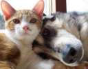 Домашняя передержка кошек и собак