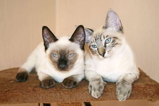 Тайские котята (старотипные сиамские)