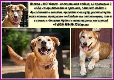 Москва и МО! Воспитанная собака Фокси ищет доброго хозяина