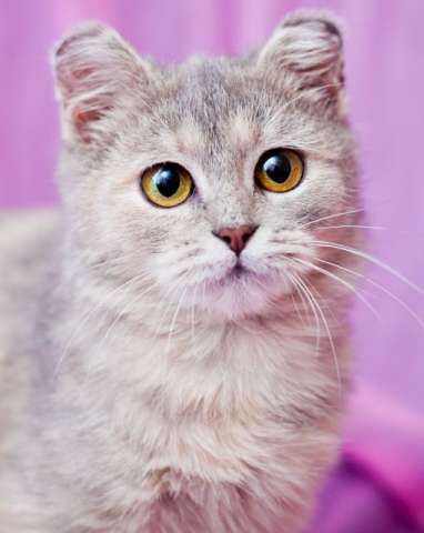 Голубокремовая красавица Мышка, метис британской кошки в добрые руки.