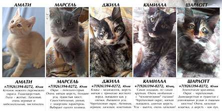 Метисы корниш-рекса, 5 очаровательных котят ждут своих хозяев!
