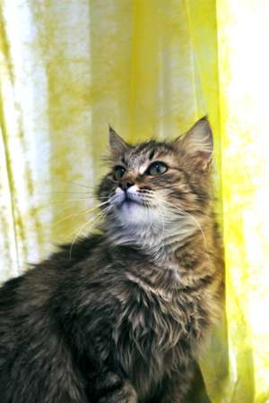Метис сибирячки- кошка Валенсия в добрые руки