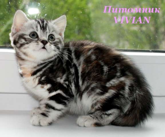 Британские котята мраморные черепашки из питомника VIVIAN.