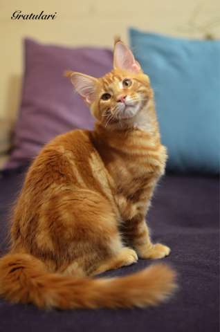 Котята Мейн кун из питомника Gratulari