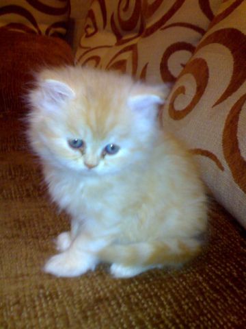 Персидский котёнок рыжего окраса