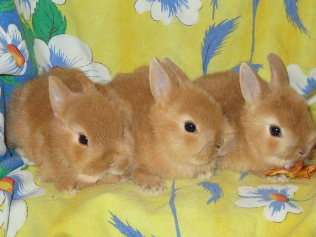 Кролики - карликовые 