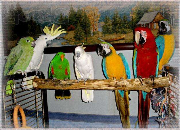приюты для попугаев