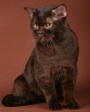 БРИТАНСКИЙ кот шоколадного окраса приглашает на вязки кошечек.