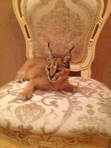 котята каракала котята каракала