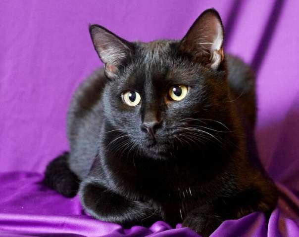Черный котик Игорёк  ищет дом. (10 мес.)
