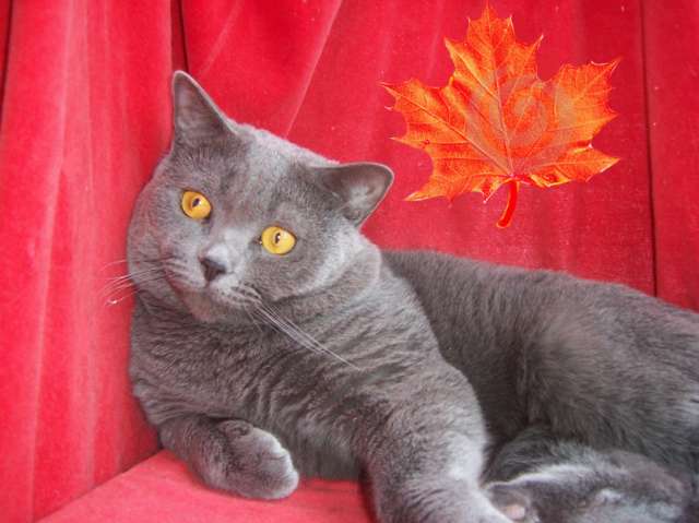 Британский котик голубого окраса, 1,5 года.