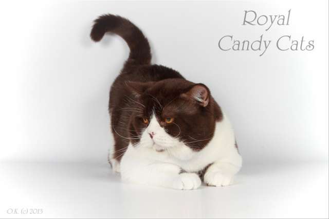 Шикарный британский кот, шоколадный биколор