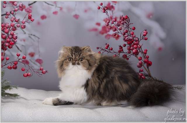 Персидский котенок-кошечка