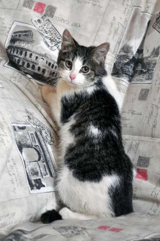 Ласковый котик Филька ищет хозяина. 6 месяцев