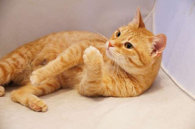 Солнечно-рыжая кошка Авдотья в добрые руки
