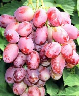 Продаю саженцы винограда ранних сортов