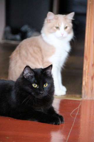 Ищут дом два маленьких котенка, братик и сестричка - Ада (черненькая) и Пыжик (рыженький)! 