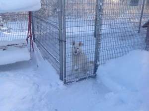пропала собака пропала собака