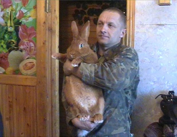 Крольчата кролики породы "Новозеландская красная"