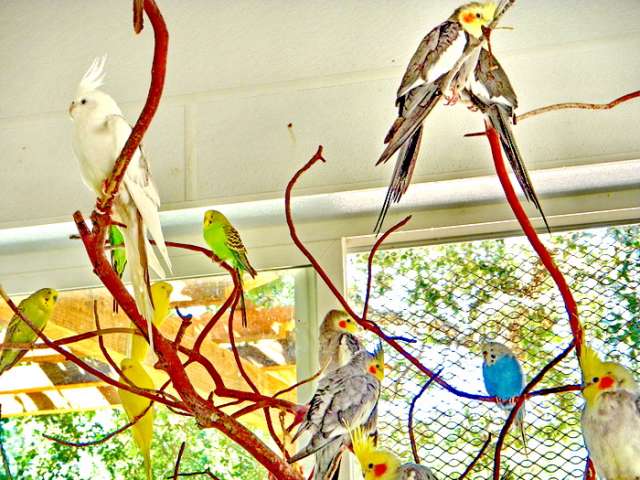 Приму в ответственные руки средних попугайчиков- в семью на домашнее содержание.